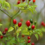 Hot Chiltepin Pepper Plant Live 4" Pot, 3–6" Tall