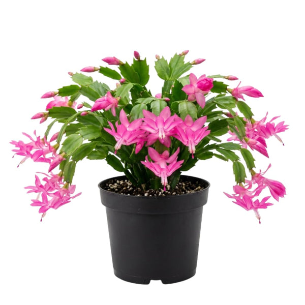 Pink Holiday Cactus Plant Live, Houseplant, 4-7 Inch Tall, 4 Inch Pot