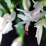 White Christmas Live Holiday Cactus Plant, Tropical Houseplant