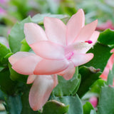 Salmon Christmas Cactus Plant Live, Holiday Cactus, 4-6 Inch Tall