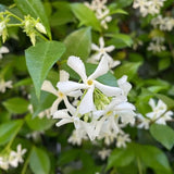 Climbing Star Jasmine Live Plant, 4-7" Tall