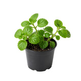 Green Live Swedish Ivy Plant, 3-5 Inch Tall, 2 Inch Pot