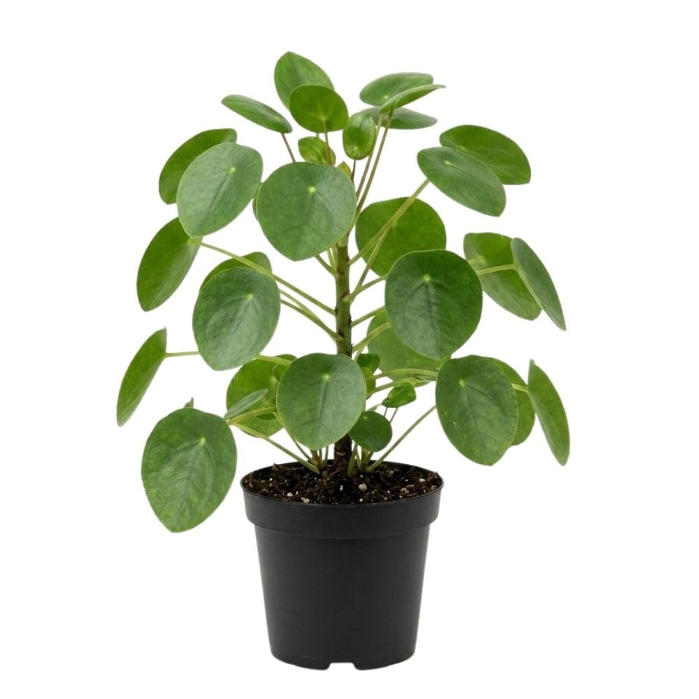 Live Money Plant, Pilea Peperomioides Plant Live 2 Inch Pot