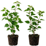2 Pink Bougainvillea Live Plants, Blooming Climbing Plant, 4-7 Inch Tall