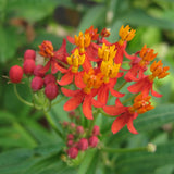2 Tropical Milkweed Plants - 3-6" Tall
