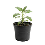 2 Pineapple Live Salvia Sage Plants, Landscape Flower Plant, 4 Inch Pot