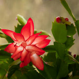 Red Christmas Cactus Plant Live, Desk Shelf Plant, 4-6 Inch Tall