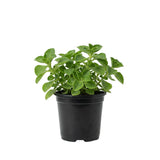 2 Green Cuban Oregano Live Plants, Patio Container Herb