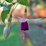 White Purple Fuchsia Live Plant, Long Blooming Flower, 5 Inch Pot