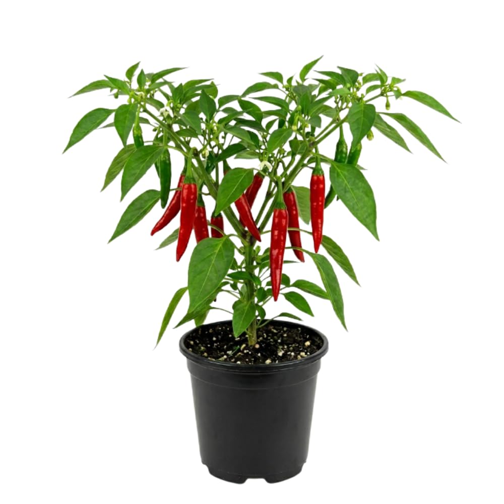 Pepper Plant Live, Chili Plant, 6-9 Inch Tall, 4 Inch Pot