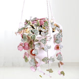 Variegated String of Hearts Live Plant, 4-6 Inch Tall, 4 Inch Pot