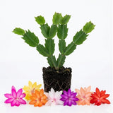 Random Color Christmas Cactus Live Plant, 3 Inch Pot, 2 Plants Per Pot