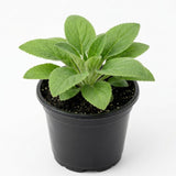 Purple Foxglove Flower Live Plant, 3-6 Inch Tall, 3 Inch Pot