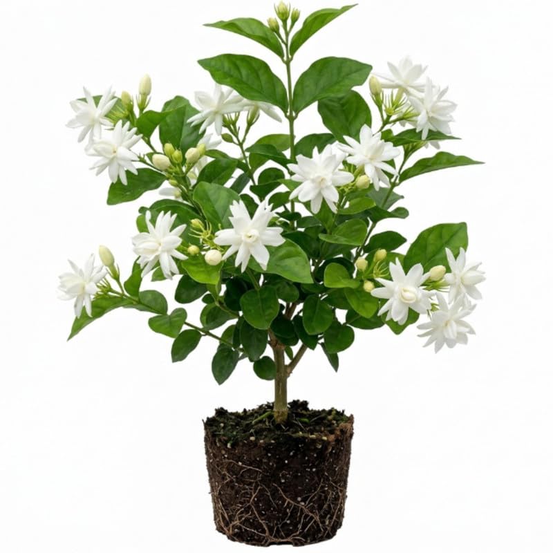 Belle of India Jasmine Live Plant, 4-7" Tall