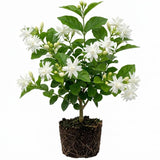 Belle of India Jasmine Live Plant, 4-7" Tall