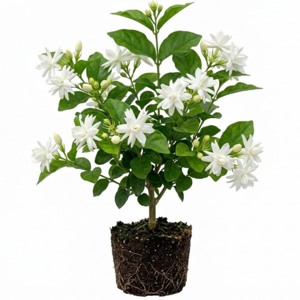 Belle of India Jasmine Live Plant, 4-7" Tall