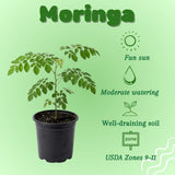 Moringa Tree Live Plant, Fast Growing Herb Tree, 4-7 Inch Tall, 4 Inch Pot