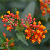 2 Tropical Milkweed Plants - 3-6" Tall