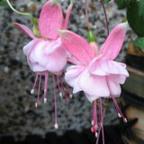 Pink Fuchsia Live Plant, Long Blooming Flower, 5 Inch Pot