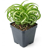 Spider Plant Live in 2 Inch Pot - Easy Care Indoor Houseplant