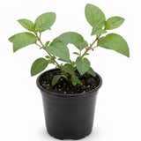 Red Black Fuchsia Live Plant, Long Blooming Flower, 5 Inch Pot