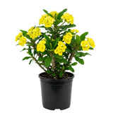 Yellow Crown of Thorns Plant Live, Houseplant, 4-6 Inch Tall, 4 Inch Pot