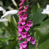 Purple Foxglove Flower Live Plant, 3-6 Inch Tall, 3 Inch Pot