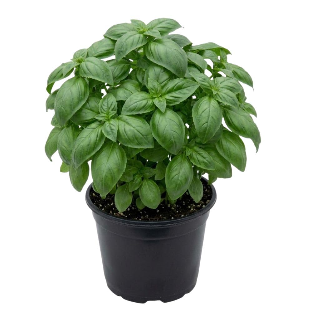 Large Leaf Sweet Basil Live Plant, 3–5 Inch Tall