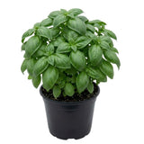 Large Leaf Sweet Basil Live Plant, 3–5 Inch Tall