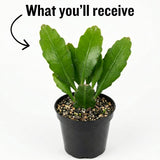 Epiphyllum Orchid Cactus Succulent Live Plant, 4-6 Inch Tall, 4 Inch Pot