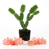 Salmon Christmas Cactus Live Plant, 3 Inch Pot, 2 Plants Per Pot