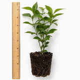 Frostproof Jasmine Live Plant - 4-7" Tall