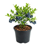 Huckleberry Live Plant, Edible Berry Plant, 3-5 Inch Tall, 4 Inch Pot