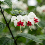 2 White Bleeding Heart Live Plants, Tropical Flower Vine, 5-7 Inch Tall