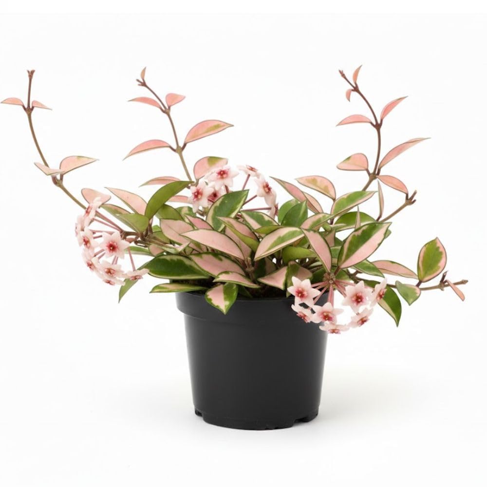 Live Hoya Tricolor House Plant 2" Pot