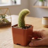 Monkey Tail Cactus Succulent Live Plant, Cactus Succulent, 2 Inch Pot