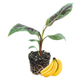 Zebrina Banana Tree Live Plant, Home Garden Plant, 4-6 Inch Tall
