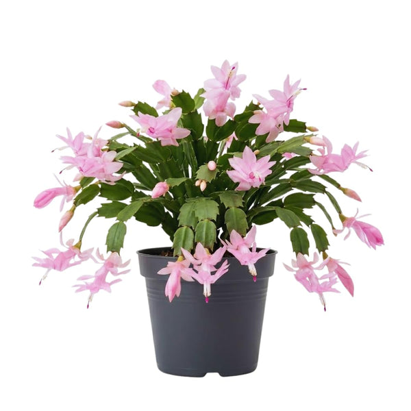 Pink Thanksgiving Cactus Live Plant, Indoor Decor Plant, 4 Inch Pot