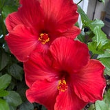 4 Red Hibiscus Plants Live, Flower Bush, 4-8 Inch Tall