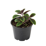 Purple Swedish Ivy Live Plant, Desk Shelf Plant, 3-5 Inch Tall, 2 Inch Pot