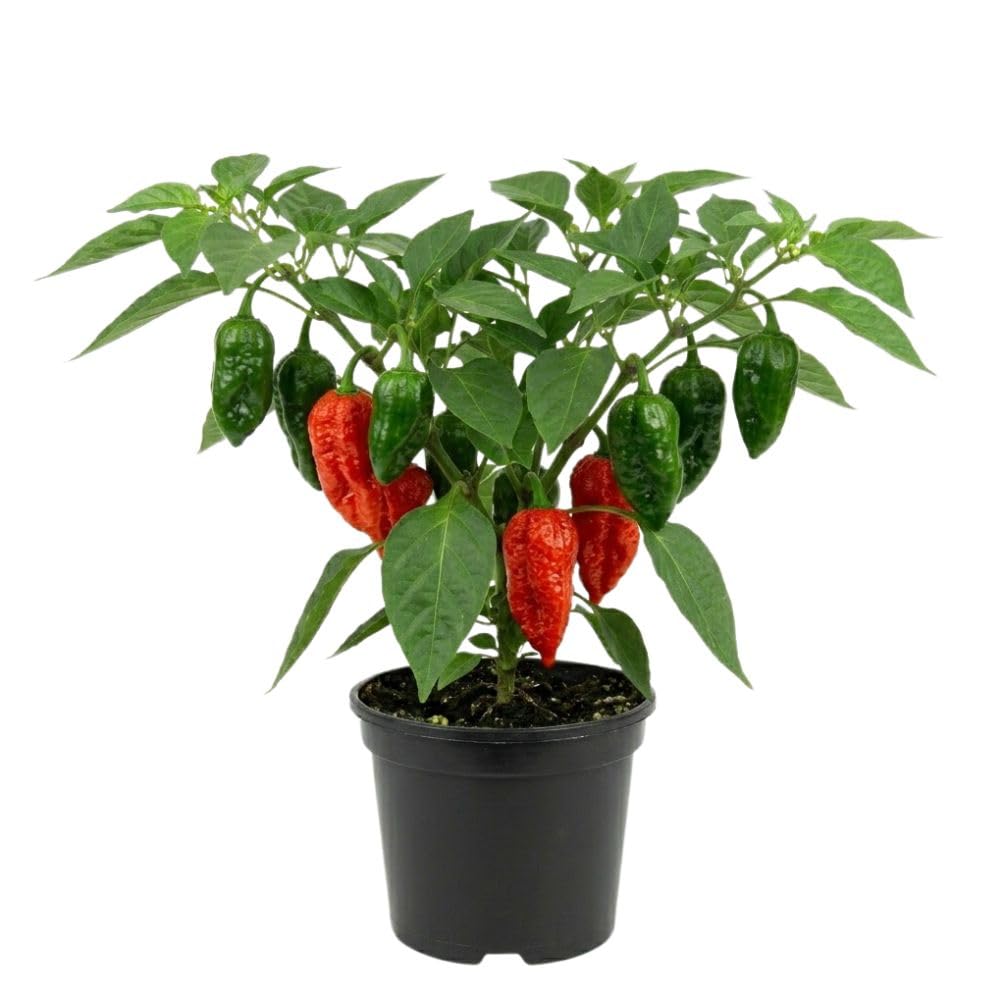 Red Jolokia Ghost Peppers Live Plant, 4 Inch Pot, 4-6" Tall