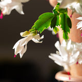White Christmas Live Holiday Cactus Plant, Tropical Houseplant