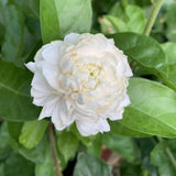 Grand Duke of Tuscany Jasmine Live Plant, 4-7" Tall