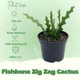 Fishbone Cactus Epiphyllum Live Plant, Indoor Cactus Plant, 4 Inch Pot