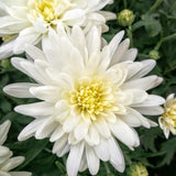 2 White Chrysanthemum Live Plants - 3-6 Inch Tall
