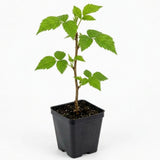 Yellow Salmonberry Plant Live, Berry Bush Plant, 6-8 Inch Tall, 5 Inch Pot