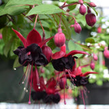 Red Black Fuchsia Live Plant, Long Blooming Flower, 5 Inch Pot