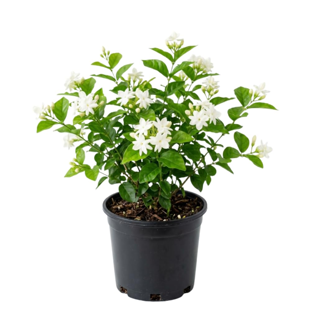 White Jasmine Plant Live, Fragrant Bloom Plant, 5-7 Inch Tall, 3.5 Inch Pot