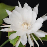 Night Blooming Cactus Plant, 4-6 Inch Tall, Fragrant White Cactus