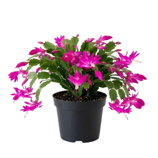 Holiday Cactus Live Plant, Potted Houseplant, 4-7 Inch Tall, 4 Inch Pot